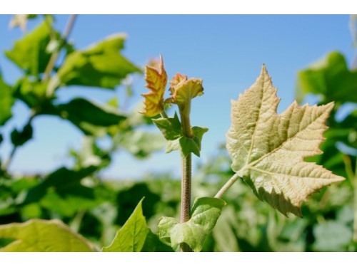 Platanus Acerifolia (Platan)